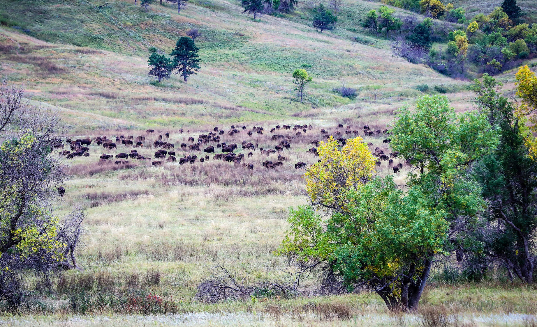 Custer State Park Prepares For Roundup